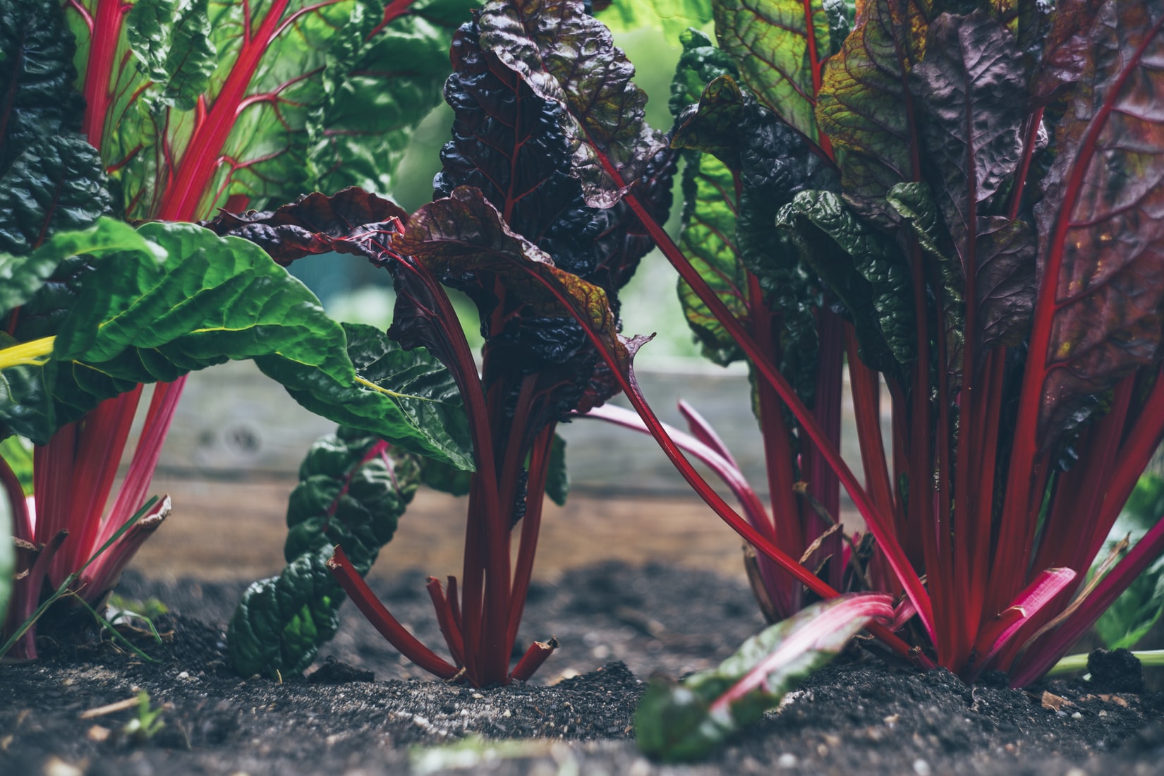  Beet Greens 